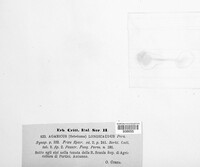 Agaricus longicaudus image